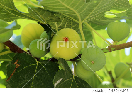 Ripe figs fruit on branches, close up 142044808