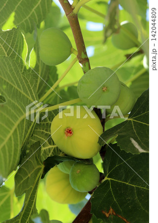 Ripe figs fruit on branches, close up Ripe figs fruit on branches, close up 142044809