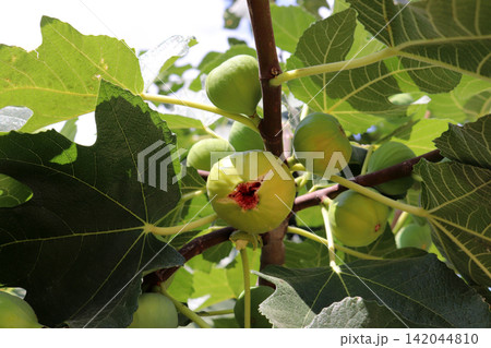 Ripe figs fruit on branches, close up Ripe figs fruit on branches, close up 142044810