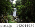 夏の桜滝 142044929