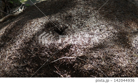 Ants are busy working at their anthill in Zlatar, Serbia. The sun shines on the forest floor with spruce and fir trees surrounding the area. This is spring in the national park Ants are busy working at their anthill in Zlatar, Serbia. The sun shines on the forest floor with spruce and fir trees surrounding the area. This is spring in the national park 142044936