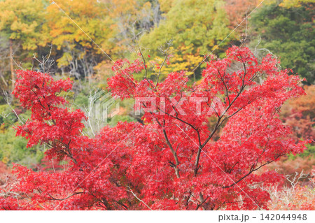 もみじ谷の紅葉 もみじ谷の紅葉 142044948