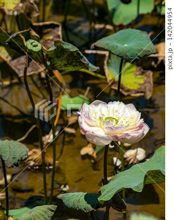 White and pink lotus flower blooming above a pond with green lily pads and a small green grasshopper. White and pink lotus flower blooming above a pond with green lily pads and a small green grasshopper. 142044954