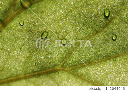 water drops on green leaf water drops on green leaf 142045046
