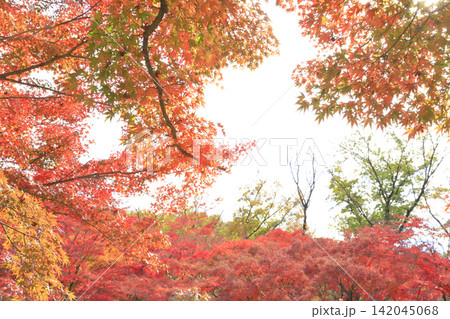 もみじ谷の紅葉 もみじ谷の紅葉 142045068