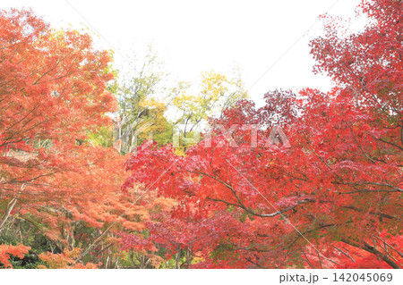 もみじ谷の紅葉 142045069