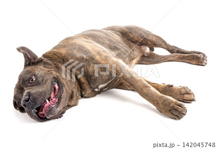 italian mastiff in studio italian mastiff in studio 142045748