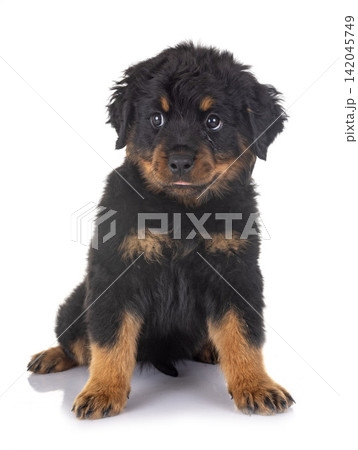 puppy rottweiler in studio puppy rottweiler in studio 142045749