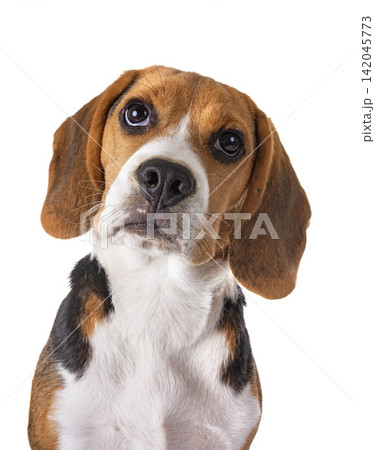 puppy beagle in studio puppy beagle in studio 142045773