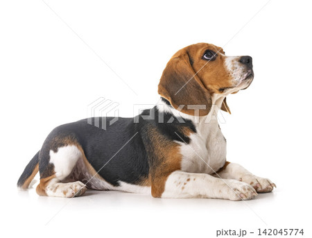 puppy beagle in studio puppy beagle in studio 142045774