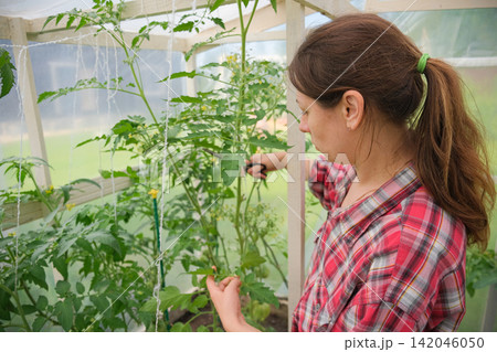 Gardener woman working in a greenhouse. Female organic farmer takes care a green seedlings in a garden. Girl trimming tomatoes. Plant nursery worker in red check shirt weeding sprouts. Gardening club Gardener woman working in a greenhouse. Female organic farmer takes care a green seedlings in a garden. Girl trimming tomatoes. Plant nursery worker in red check shirt weeding sprouts. Gardening club 142046050