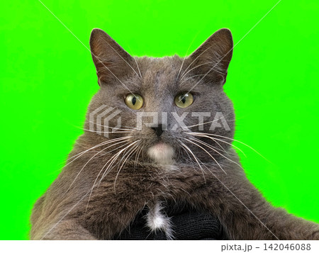 Cat on Green Background. Gray White Feline Against Green Screen Chromakey. Real Shot Cat Isolated is Sitting, Looking Up, Playing. Kitty Cat licks its muzzle. Kitten video. Keying. Goods for pets 4K Cat on Green Background. Gray White Feline Against Green Screen Chromakey. Real Shot Cat Isolated is Sitting, Looking Up, Playing. Kitty Cat licks its muzzle. Kitten video. Keying. Goods for pets 4K 142046088