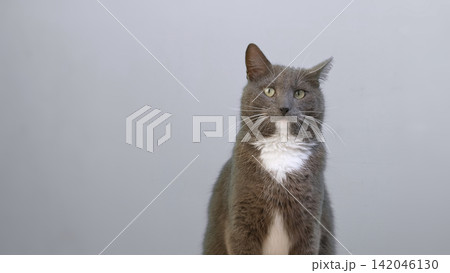 Cat on Gray Background. Gray White Feline Against Neutral Grey Plain Backdrop. Real Shot Cat Isolated is Sitting, Looking Up, Playing. Kitty Cat licks its muzzle. Kitten video. Goods for pets 4K Cat on Gray Background. Gray White Feline Against Neutral Grey Plain Backdrop. Real Shot Cat Isolated is Sitting, Looking Up, Playing. Kitty Cat licks its muzzle. Kitten video. Goods for pets 4K 142046130