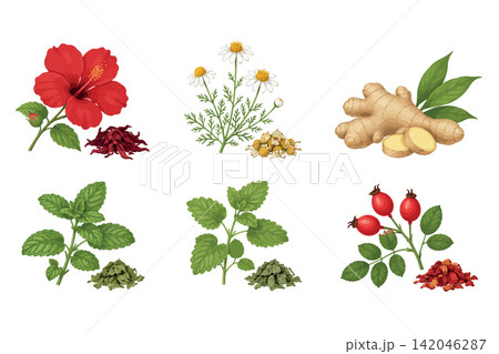 Vsai herbal tea ingredients collection for natural wellness drinks Vsai herbal tea ingredients collection for natural wellness drinks 142046287