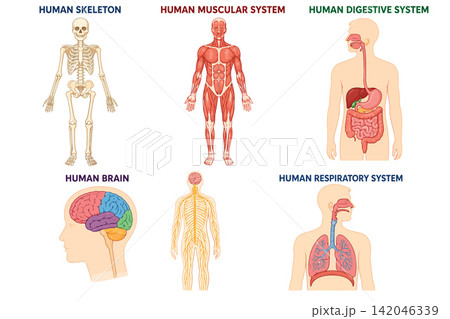 Vsai human body systems anatomy medical illustration for education 142046339