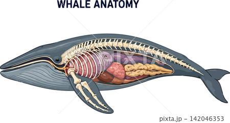 Vsai whale anatomy diagram showing internal organs and skeleton Vsai whale anatomy diagram showing internal organs and skeleton 142046353