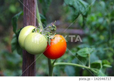Ripe red and green unripe tomatoes growing on a vine in a garden bed, fresh produce, organic gardening, summer harvest, healthy food and sustainable living. Ripe red and green unripe tomatoes growing on a vine in a garden bed, fresh produce, organic gardening, summer harvest, healthy food and sustainable living. 142046717