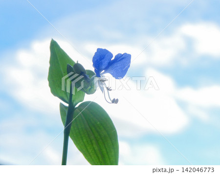 早朝に咲いた露草の花 夏の清々しい朝の空に溶けるような青い花 早朝に咲いた露草の花 夏の清々しい朝の空に溶けるような青い花 142046773