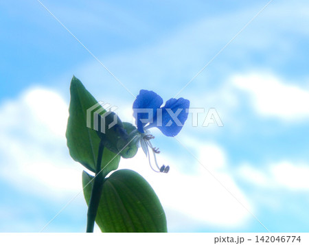 早朝に咲いた露草の花　夏の清々しい朝の空に溶けるような青い花 142046774