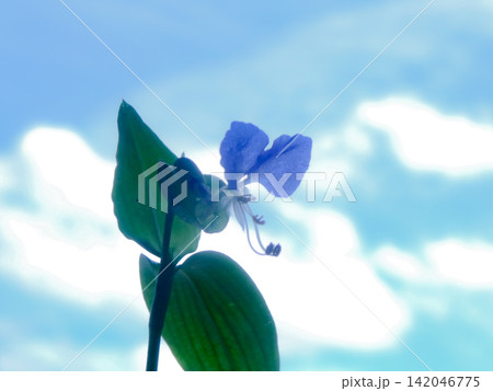 早朝に咲いた露草の花　夏の清々しい朝の空に溶けるような青い花 142046775
