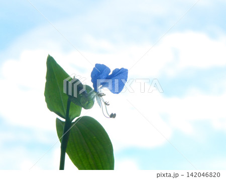 早朝に咲いた露草の花 夏の清々しい朝の空に溶けるような青い花 早朝に咲いた露草の花 夏の清々しい朝の空に溶けるような青い花 142046820