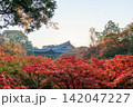 東福寺の朝日を浴びる通天橋の紅葉 (京都府京都市東山区) 142047227