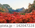 東福寺の朝日を浴びる通天橋の紅葉 (京都府京都市東山区) 142047228