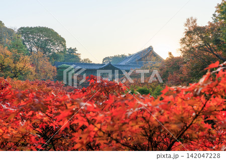 東福寺の朝日を浴びる通天橋の紅葉 (京都府京都市東山区) 東福寺の朝日を浴びる通天橋の紅葉 (京都府京都市東山区) 142047228