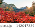 東福寺の朝日を浴びる通天橋の紅葉 (京都府京都市東山区) 142047229