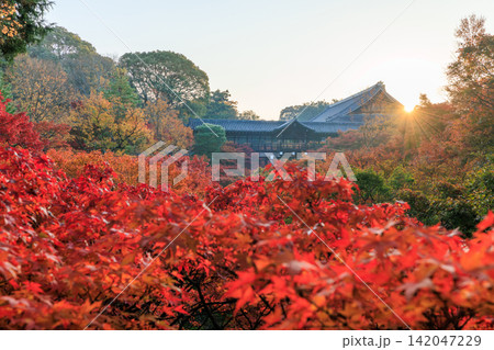 東福寺の朝日を浴びる通天橋の紅葉 (京都府京都市東山区) 東福寺の朝日を浴びる通天橋の紅葉 (京都府京都市東山区) 142047229