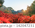 東福寺の朝日を浴びる通天橋の紅葉 (京都府京都市東山区) 142047231