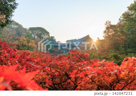東福寺の朝日を浴びる通天橋の紅葉 (京都府京都市東山区) 東福寺の朝日を浴びる通天橋の紅葉 (京都府京都市東山区) 142047231