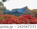 東福寺の朝日を浴びる通天橋の紅葉 (京都府京都市東山区) 142047233