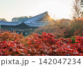 東福寺の朝日を浴びる通天橋の紅葉 (京都府京都市東山区) 142047234