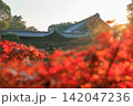 東福寺の朝日を浴びる通天橋の紅葉 (京都府京都市東山区) 142047236