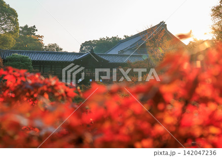東福寺の朝日を浴びる通天橋の紅葉 (京都府京都市東山区) 東福寺の朝日を浴びる通天橋の紅葉 (京都府京都市東山区) 142047236
