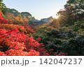 東福寺の朝日を浴びる通天橋の紅葉 (京都府京都市東山区) 142047237