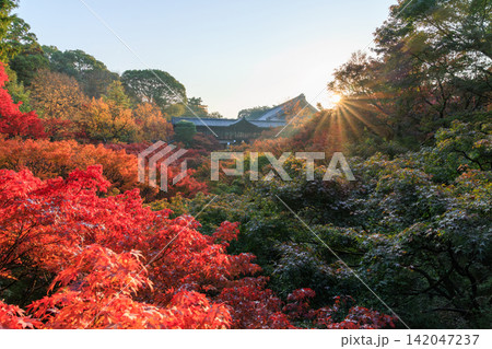 東福寺の朝日を浴びる通天橋の紅葉 (京都府京都市東山区) 東福寺の朝日を浴びる通天橋の紅葉 (京都府京都市東山区) 142047237