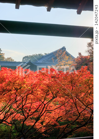 東福寺の朝日を浴びる通天橋の紅葉 (京都府京都市東山区) 東福寺の朝日を浴びる通天橋の紅葉 (京都府京都市東山区) 142047243