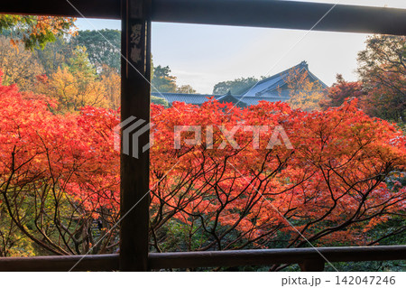 東福寺の朝日を浴びる通天橋の紅葉 (京都府京都市東山区) 東福寺の朝日を浴びる通天橋の紅葉 (京都府京都市東山区) 142047246