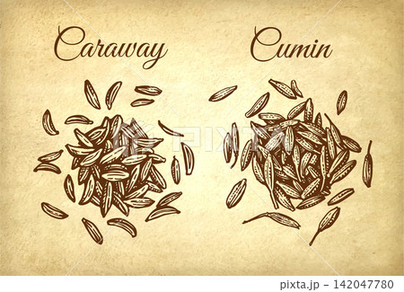 Caraway and cumin. Spices ink sketch on old paper 142047780