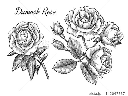 Damask rose. Hand-drawn ink illustration. Damask rose. Hand-drawn ink illustration. 142047787