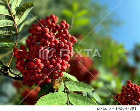 Bright Red Rowan Berries Shimmering in Sunlight Against Clear Blue Sky 142047891