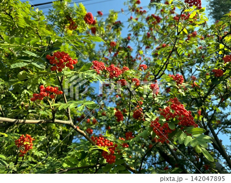 Clusters of Bright Red Rowan Berries Shining Under the Autumn Sun Clusters of Bright Red Rowan Berries Shining Under the Autumn Sun 142047895