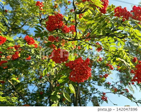 Red Rowan Berries Glimmering Under the Clear Blue Sky in Autumn Sunlight Red Rowan Berries Glimmering Under the Clear Blue Sky in Autumn Sunlight 142047896