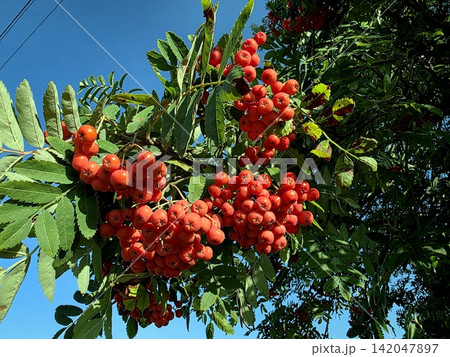 Vibrant Red Rowan Berries Glow Under the Clear Blue Sky in Autumn Vibrant Red Rowan Berries Glow Under the Clear Blue Sky in Autumn 142047897