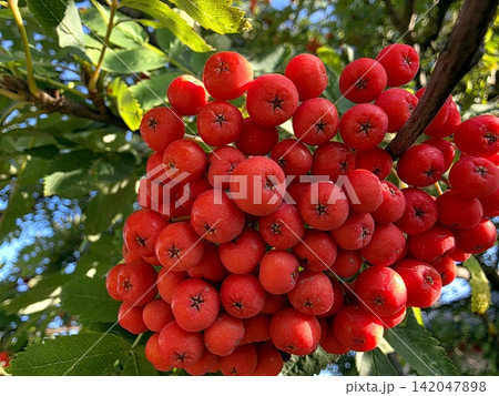 Bright Red Rowan Berries Invite Autumns Embrace in a Serene Landscape 142047898