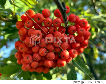 Clusters of Bright Red Rowan Berries Hanging in the Warm Autumn Sun Clusters of Bright Red Rowan Berries Hanging in the Warm Autumn Sun 142047899