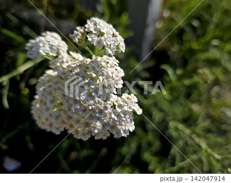 Delicate White Blossoms of Yarrow in a Sunlit Garden 142047914