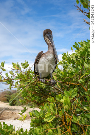 Brown Pelican perched in lush greenery of Isabela Island Brown Pelican perched in lush greenery of Isabela Island 142048245